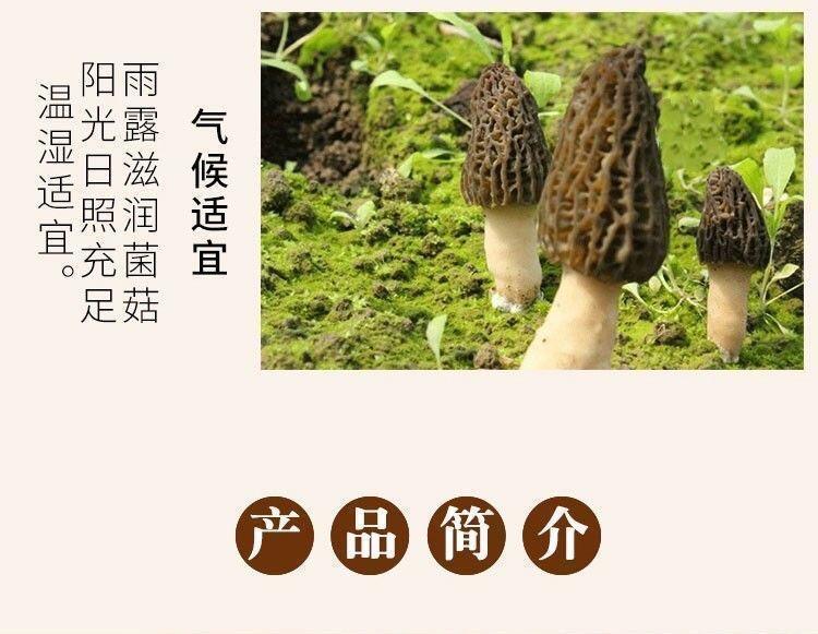 Dried Morel Mushrooms Yang Du Jun 100g Sun-Dried Culinary Fungi overview