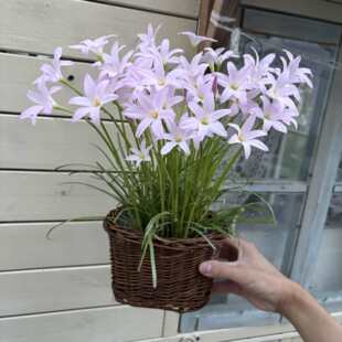 �E�A�������軨�@����Ƥ������ݻ��@�ӻ��������ֹ�����С����