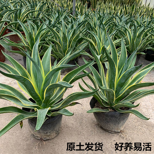 �����m�����҃ȴ������ֲ����w�Ϙ�����ϡ��Ʒ�N�辰������B��