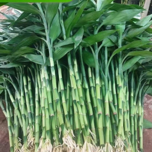 Rich Bamboo with Roots, Flower Water Culture, Living Room Hydroponic Soil Culture, Rich Bamboo, Thick Bamboo, Green Plants, Transfer Bamboo, Purifies the Air and Is Easy to Maintain