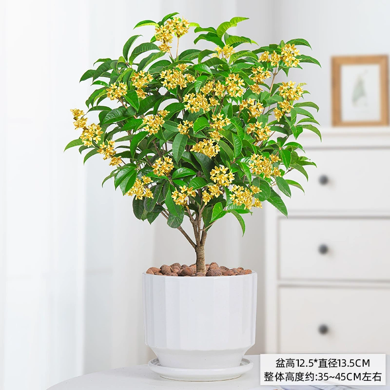 Четыре сезона саженцы османтуса морозостойкие цветы балкон с горшком двор