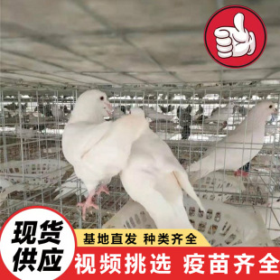 �������N�����B�µ���ֳ�� ���۳Ɍ�����������������������r��