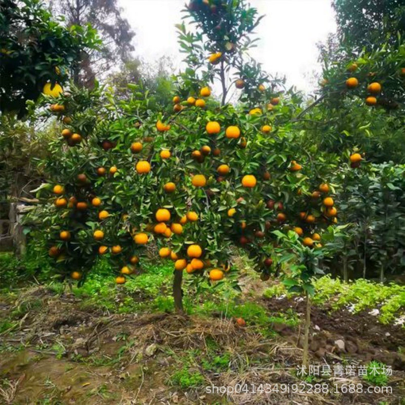 В фруктовом саду можно купить множество сортов саженцев цитрусовых, зеленая кожура раннего созревания, мандарин, сахар, апельсиновая саженца с полными спецификациями