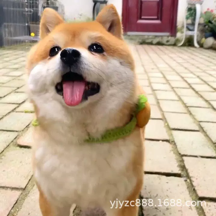 批发定制日本柴犬宠物活体狗狗网红犬豆柴护卫犬中型伴侣犬工作犬