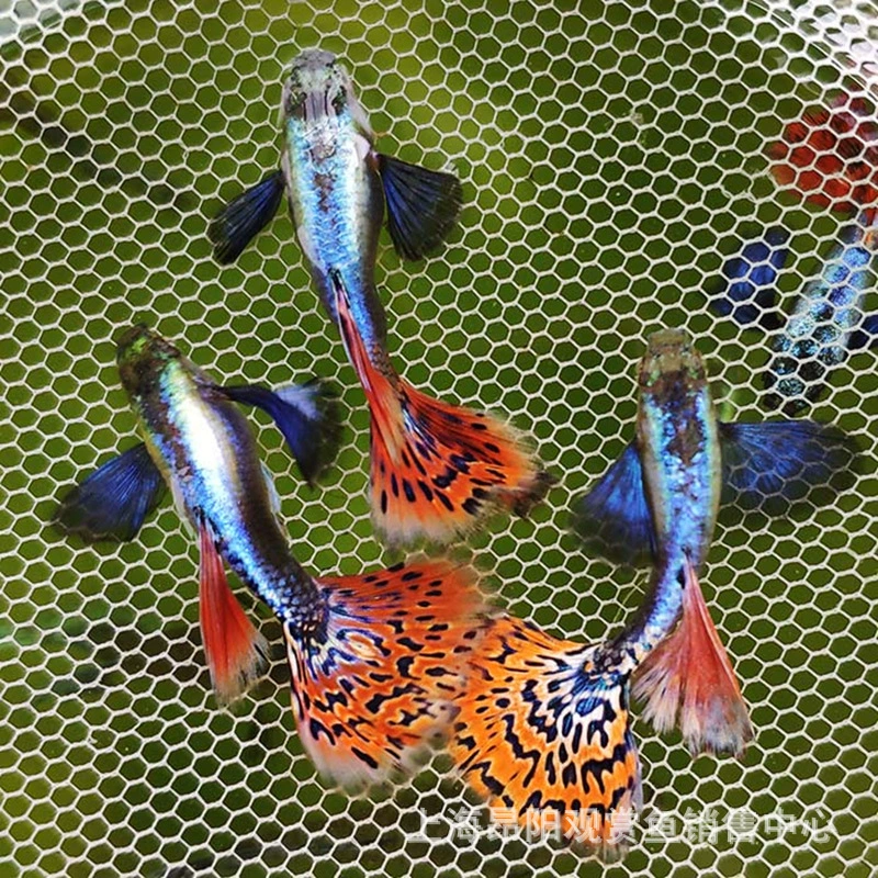 Живая меченосная рыбка (Пецилии ретикулята) — Ice Blue Peacock & Phoenix Tail, 3 см, вариации цвета