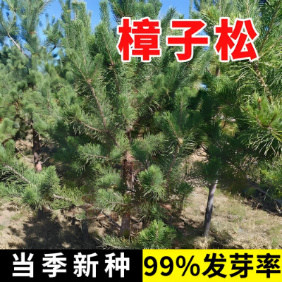 樟子松树种子西伯利亚松黑河赤松抗寒松树木海拉尔松蒙古赤松种籽
