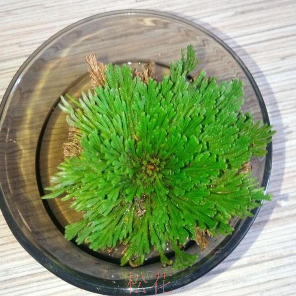 Dried Selaginella Juan Bai 500g Whole Herb Traditional Chinese Herbal Tea Material key features