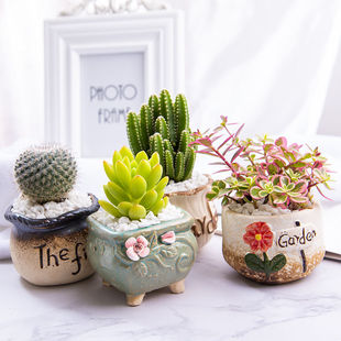 Succulent Plants, Small Potted Plants with Pots, Desktop Small Green Plants, Easy to Grow Indoor Succulent Flowers, Cactus, Cactus