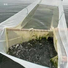 白条自动高进鱼宽鱼塘杂鱼野棉尼龙专攻鱼水库网箱网箱其他中国