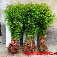 ˮɼ��ˮɼ�����С��ͥԺ�e����·�G���е��L�����ϱ������ɷNֲ