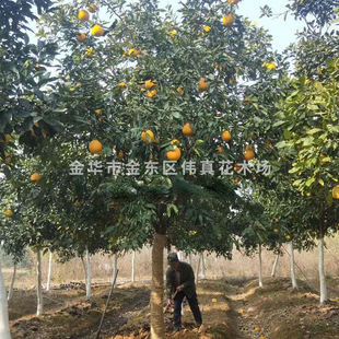 ����ֱ�N������������ ���Ә�ȫ�����ݘ� ͥԺ�^�������l