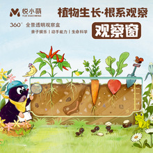 儿童种植小盆栽学生植物发芽根系生长观察盒幼儿园迷你农场植物角