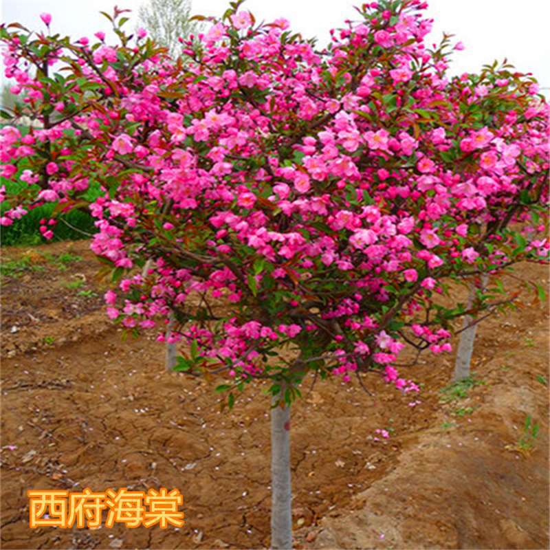 西府海棠种子垂丝海棠种子八棱海棠种子可嫁苹果林木种子北美海棠