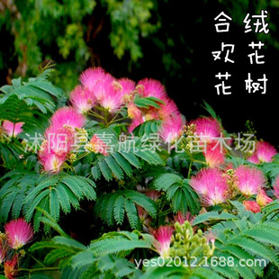 �t���Ϛg�N�� �q�����R�t��ҹ�Ϛg�B�q�����Ϛg �����y�Ϛg�N��