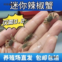 迷你辣椒蟹观赏蟹水族批发小螃蟹相手蟹寄居蟹摆摊活的麦太麦太保