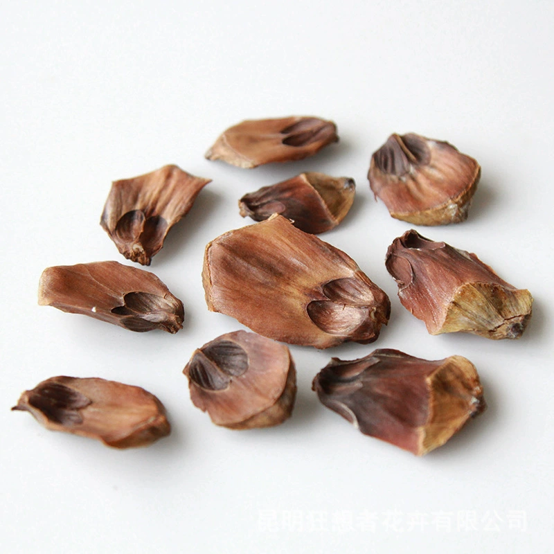 Dry Flower DIY Materials [Dry Fruit] Madman Sommelier Candle Plant Simagon Handmade Class Dry Flower Dry Branches Material