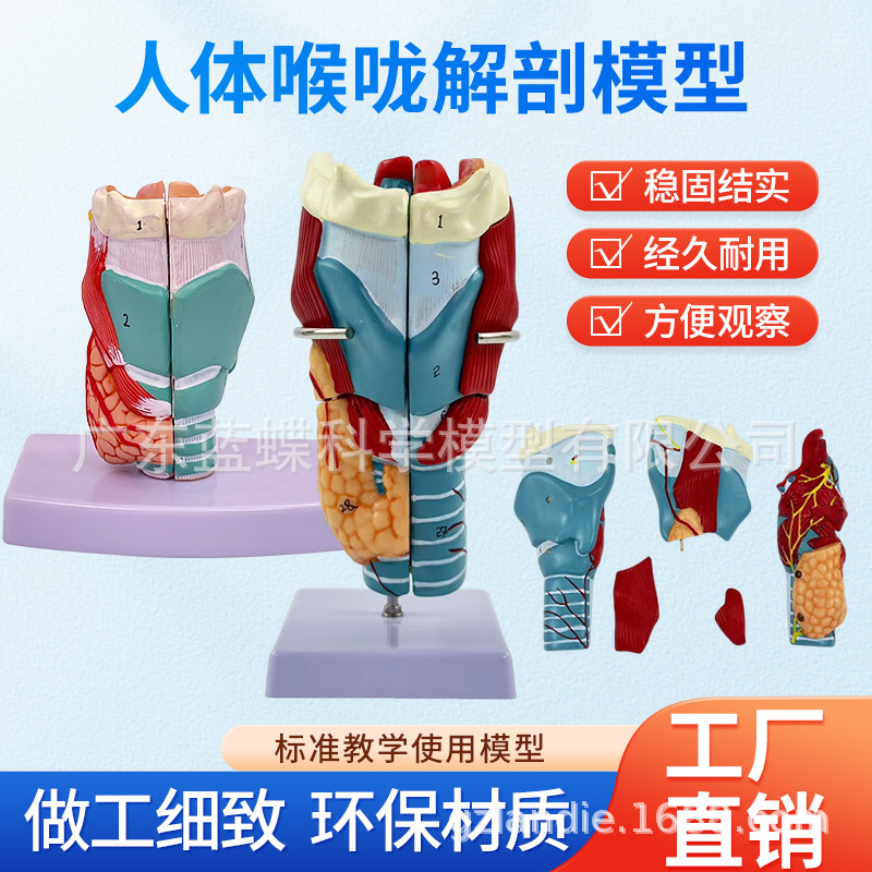 2X Magnified Throat Model for Teaching Pronunciation and Anatomy, Simulating the Throat, Larynx, Throat Head, and Thyroid