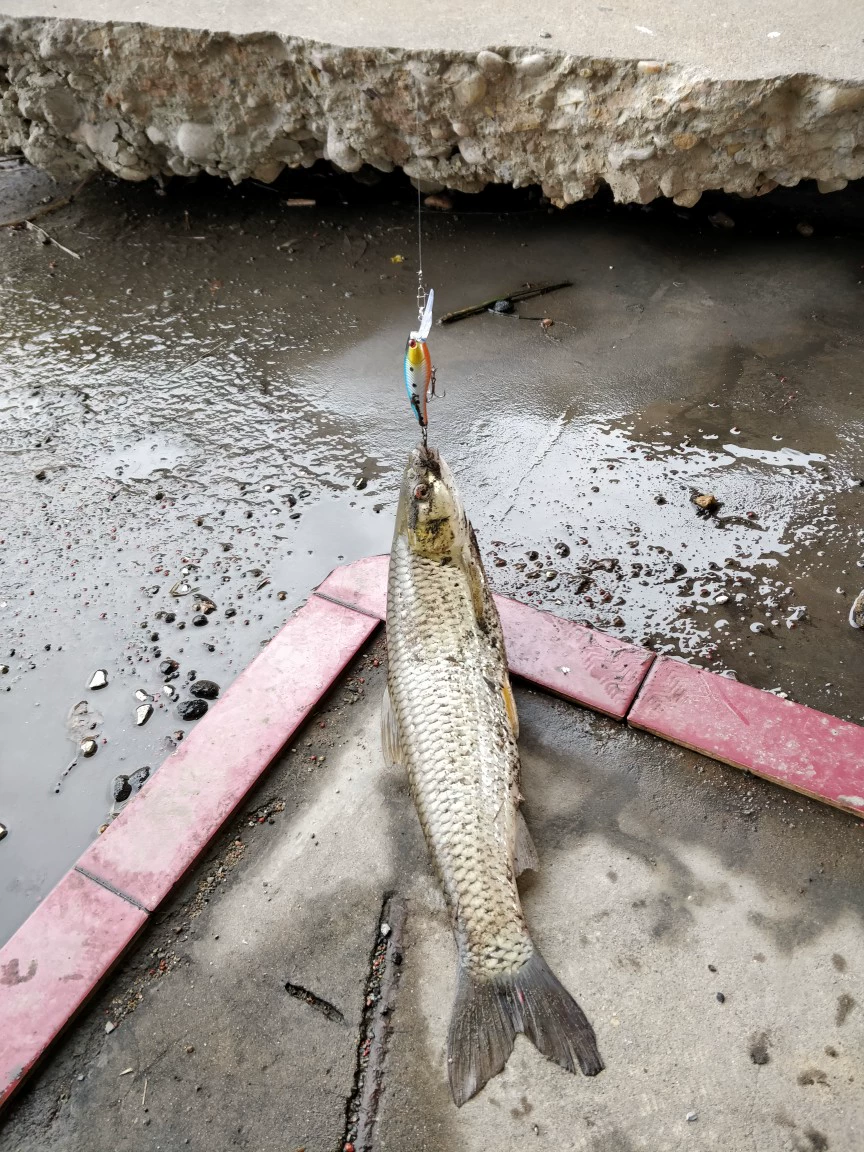 Люя костюм приманки, наживка, пресная и морская водоросль поддельная приманка жёсткая приманка, молния лягушка лошадиного рта семечки дольчатая блестящая мягкая приманка, дорожная приманка Минорo