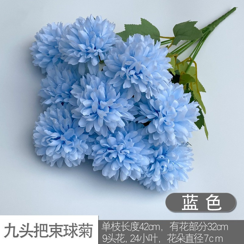 Nine -headed ball chrysanthemum blue