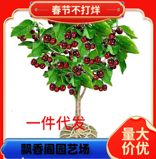 Cherry Saplings, Cherry Trees, Southern and Northern Potted Courtyard Fruit Trees, Dwarf Cherry Trees, Large Cherry Seedlings