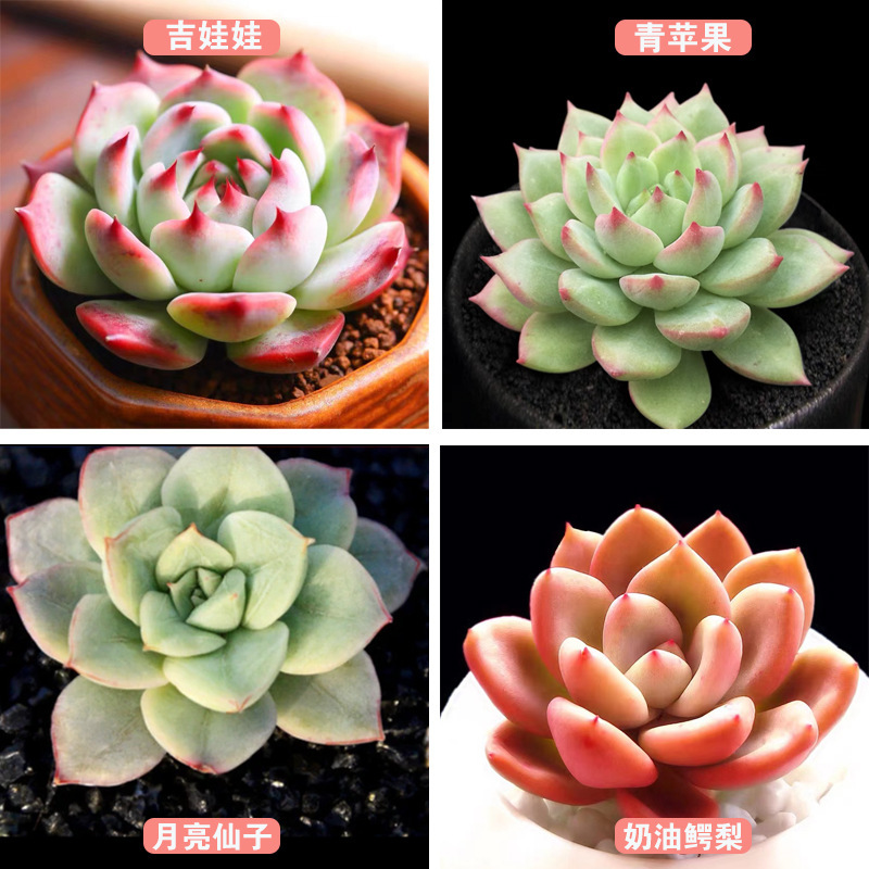 Beginner's Random Succulent Set Plant Potted Flowers Rare Succulent Varieties Combination Succulent Boutique Balcony