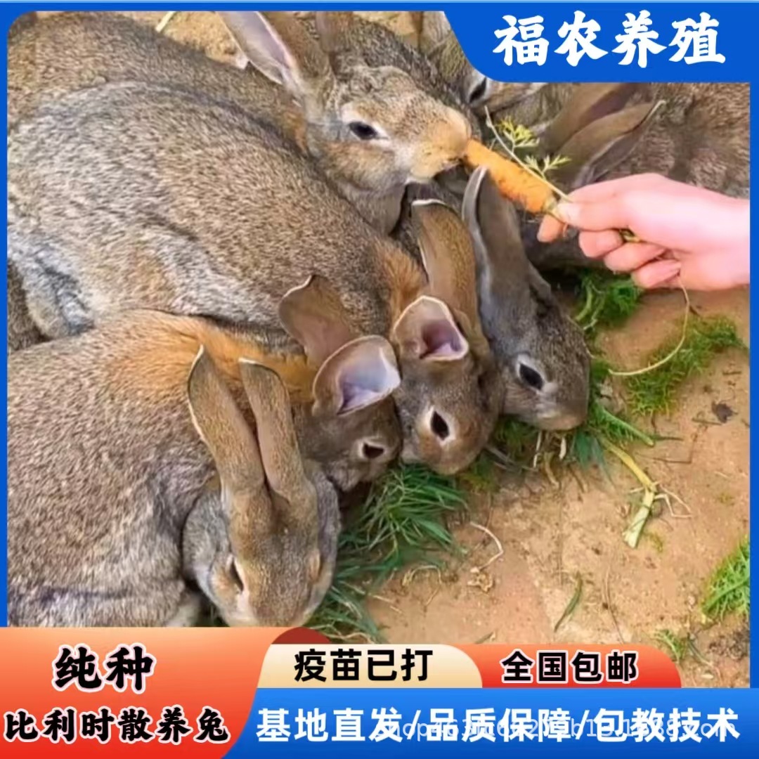 纯种比利时种兔活体肉兔批发价格大型养殖基地现货供应成年兔子