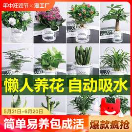 花卉盆栽绿萝植物文竹发财树苗水培好养懒人室内四季盆景桌面海撰