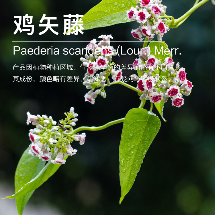 �����Ϲ�Ӧ��ʸ�پ��� ������ȡ�ݱ�ֲ�ﾫ�ͻ�ӭ�ɹ�