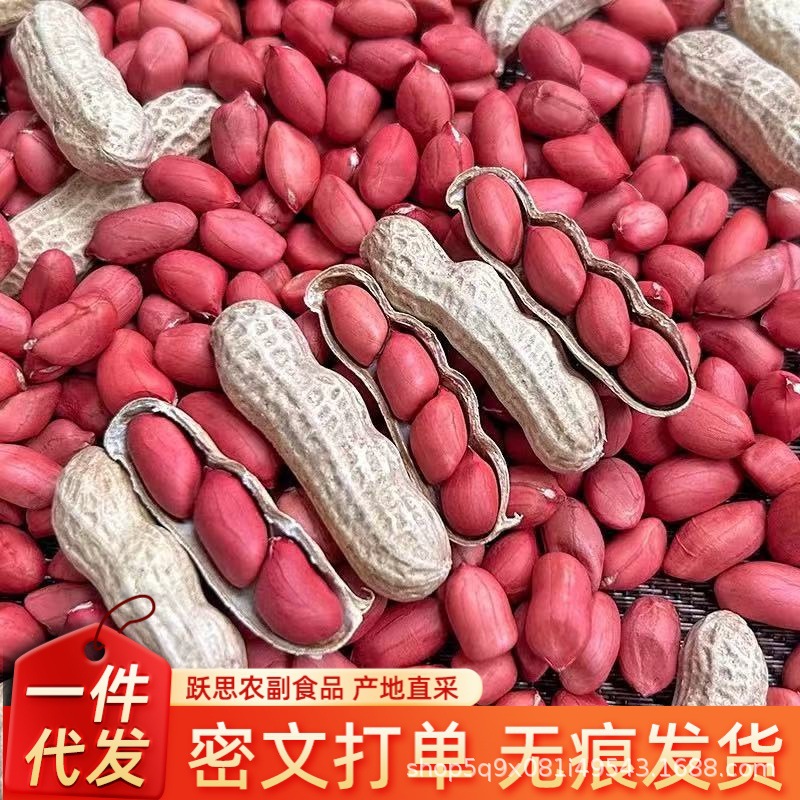 东北红衣生花生四粒红花生新货红皮带壳新鲜炒货水煮花生果批发