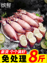 海兔子满籽墨鱼仔新鲜海兔鲜活带籽笔管鱼大乌贼籽乌鱿鱼海鲜水产