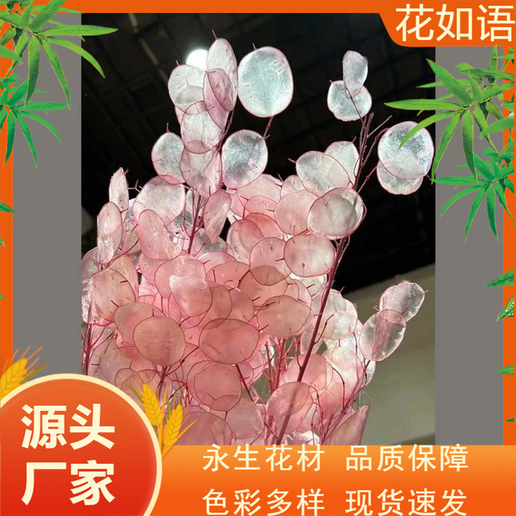 [Silver Fan Leaf] Imported Dried Flowers Silver Fan Leaf Silver Coin Leaf Money Flower Big Gold Coin City Real Flower Natural Plant Decoration