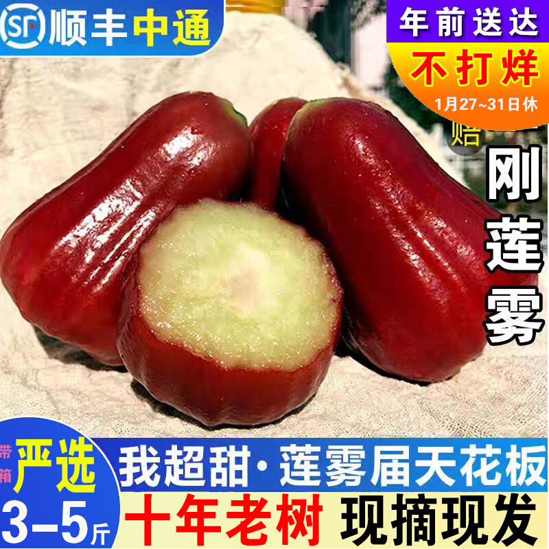 [SF Express optional] Hainan specialty black pearl black diamond wax apple fresh fruit with box 3-5 jin free shipping