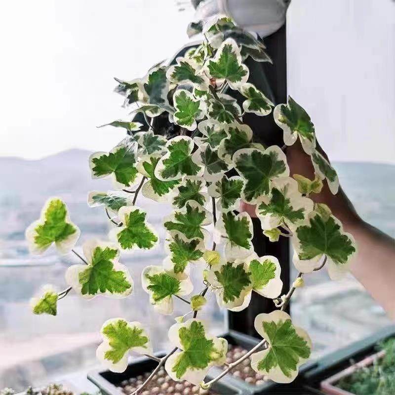 Round-Leaf Snow Ivy with White Leaves, a Rare Variety, Popular Internet-Famous Indoor Desktop Hanging Plant, Easy to Care for All Year Round