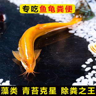 �S�����^�p�ڽ��������~ʺ�S��ĺӰ�ʳ���O����̦�坍�׳����䵭