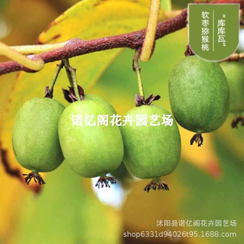 Саженец Actinidia arguta Кукува внутренний бассейн посажен выносливый вьющийся многолетний фруктовый Саженец