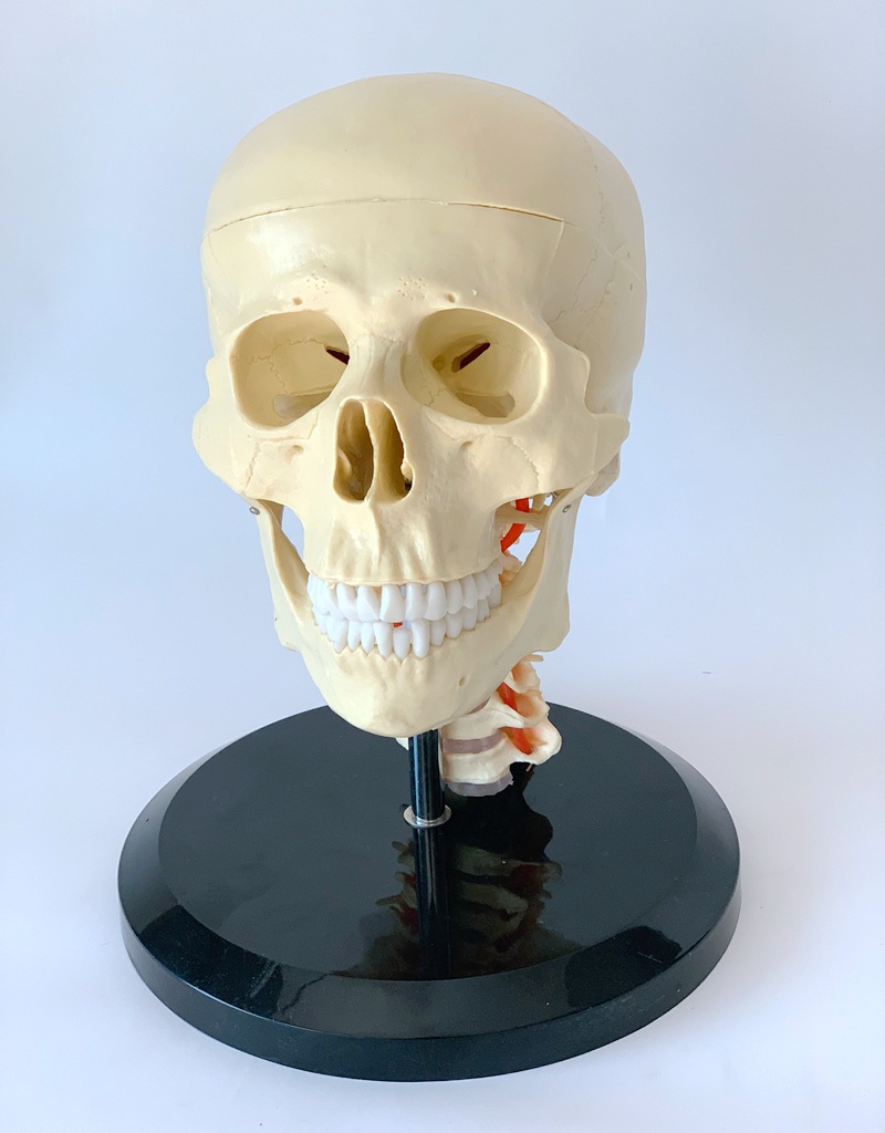 人体头颅头骨带颈椎模型一比一大小骷髅头人骨架静物绘画教学教具