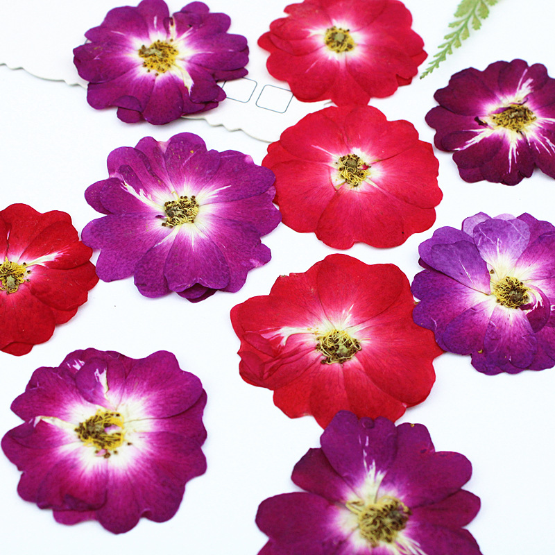 Corazón rosa rosa flor seca material diy relieve al por mayor espécimen de planta flor real decoración de marcos de fotos