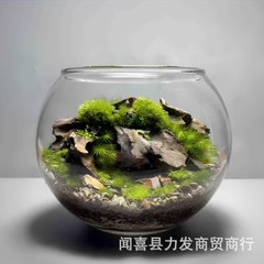 厂家直发玻璃微景观青苔绿植苔藓真草皮微景观迷你盆景专用生态瓶
