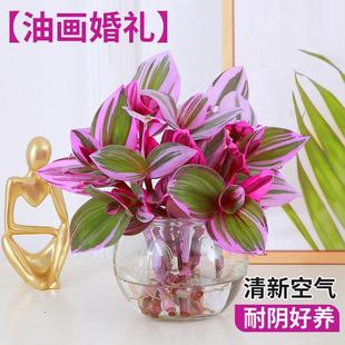 Oil Painting Wedding Hanging Orchid Hydroponic Plant Is an Indoor Potted Office Desktop Green Plant Flower Purple Orchid Easy to Care for All Seasons