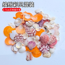 缤纷彩贝大贝壳海螺按斤卖 小贝壳手工diy儿童手绘摆台 鱼缸造景