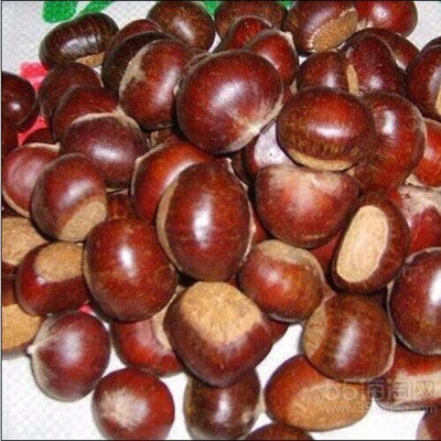 Chinese chestnut Ren Health fresh jojoba castanea mollissima fresh Farm Manufactor Independent wholesale On behalf of