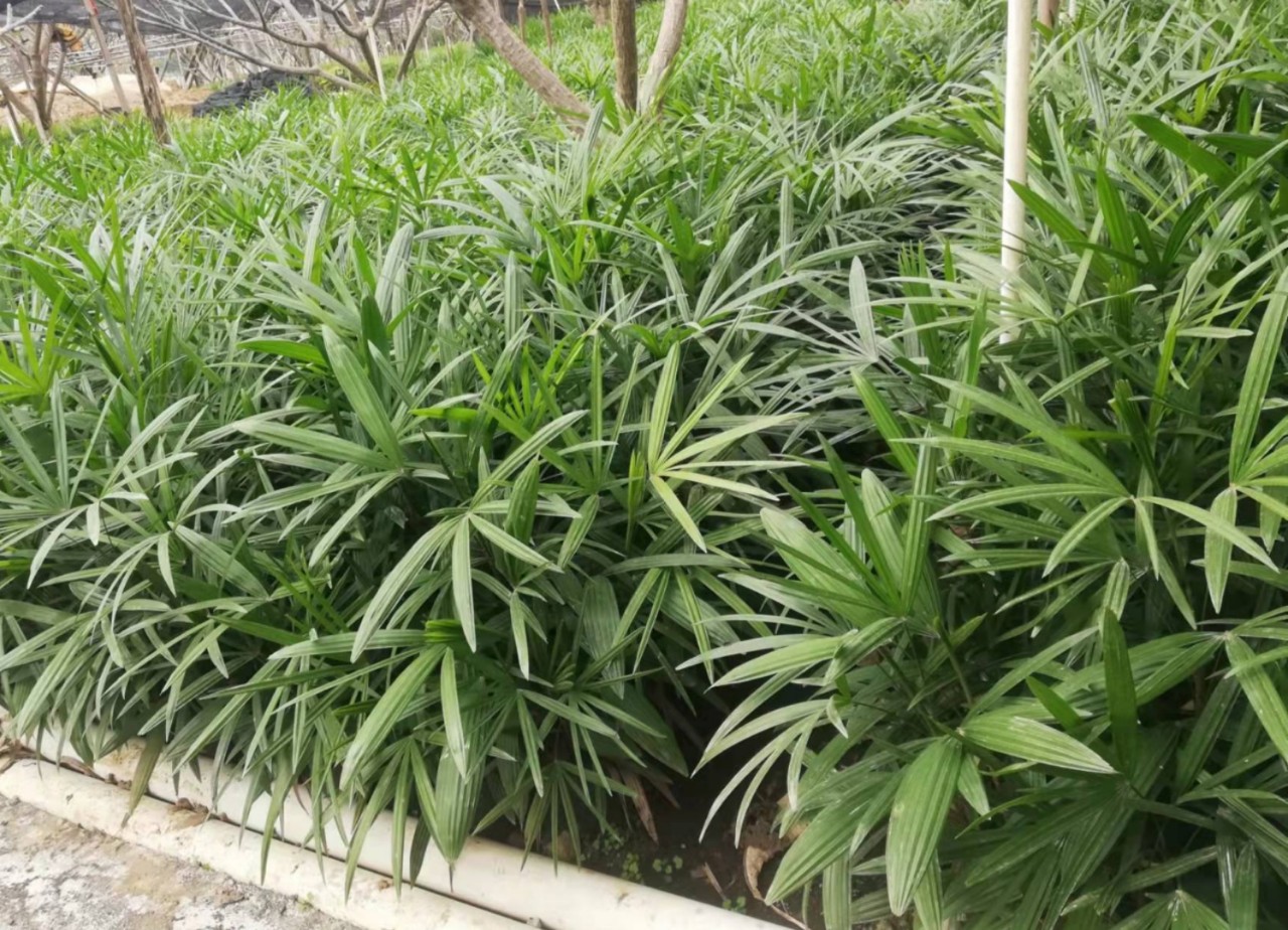 棕竹-园林植物-图片