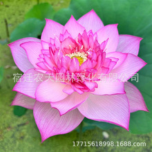 碗莲种藕批发水培碗莲室内好养四季碗莲开花种子迷你碗莲花卉