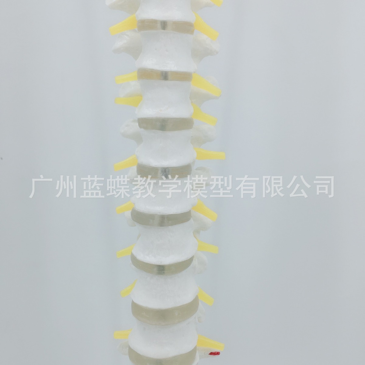 ��Ȼ��������׵������ģ�� ����1��1������׵ ��׵ ��׵ β׵