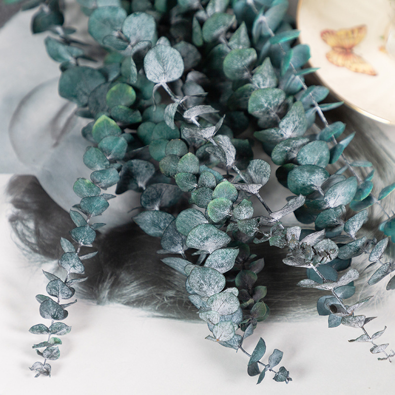 유칼립투스 잎 블루 10