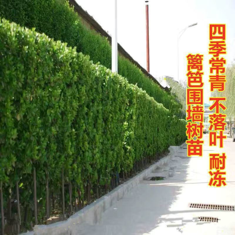 冬青树苗四季常青旺宅冻不死批发北海道黄杨绿篱篱笆植物万年青