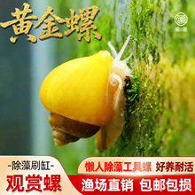 �S���ݳ������^�p���~���坍�ڽ��������O�����R�ݳԼS���ߵ�ˮ��