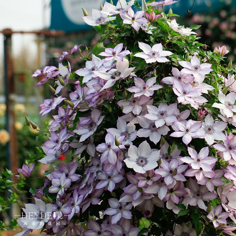 Queen's Garden Clematis Potted Seedling Utopia Climbing Vine Single Double Vine Balcony Courtyard Spring Vine Flowers