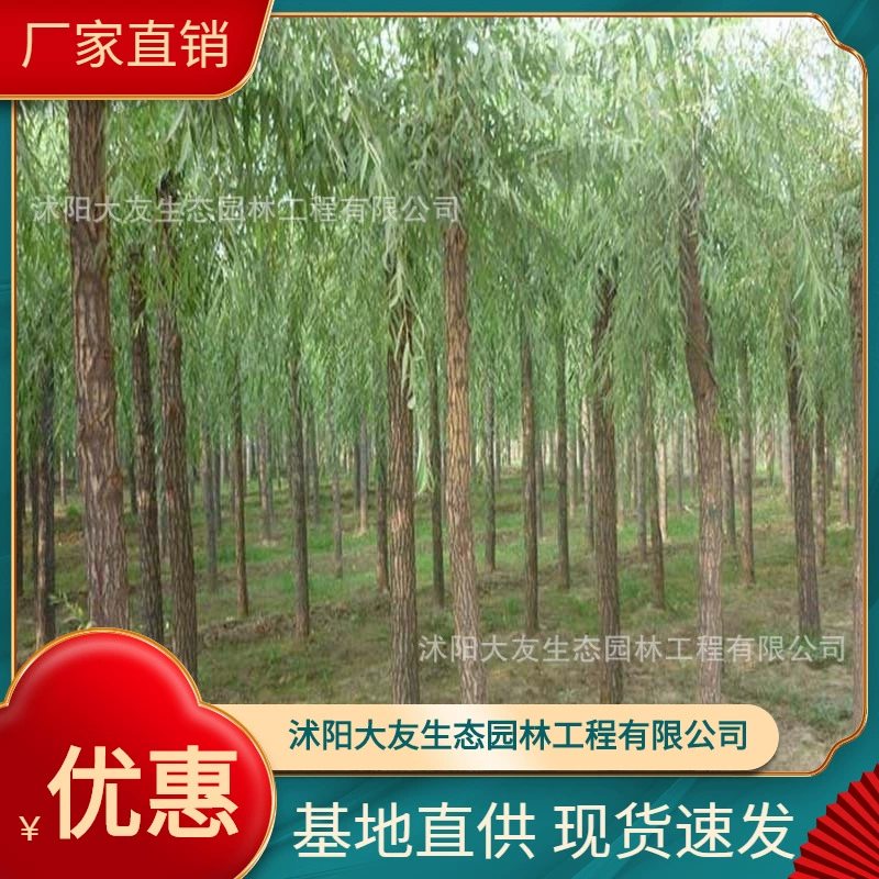 База оптом собственного производства Плакучая ива золотой шелк плакучая саженец ивы живописное место ландшафтный дизайн дорога озеленение саженцы