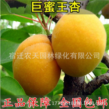 Ә羫Ʒ޽ӾϷNֲdԹ箔Y